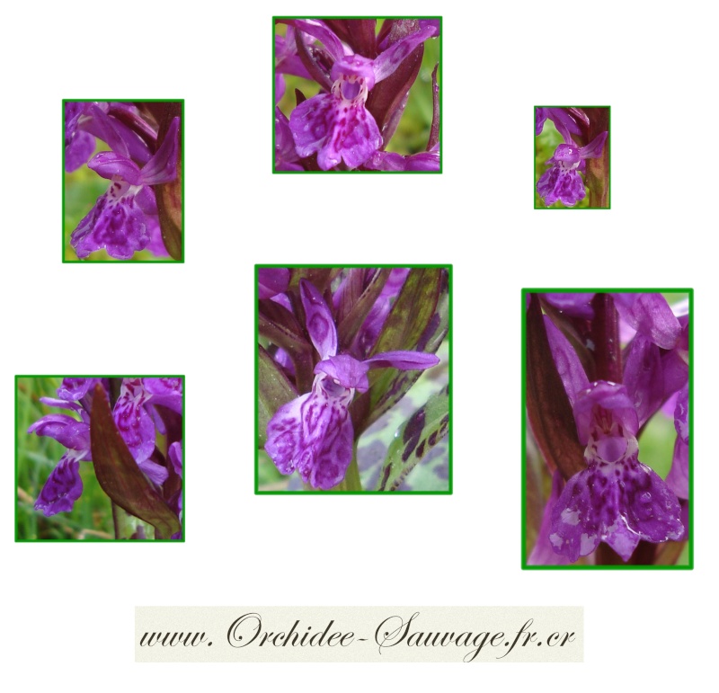 Gros plan sur quelques Orchidées Sauvages de france !... Dactyl13