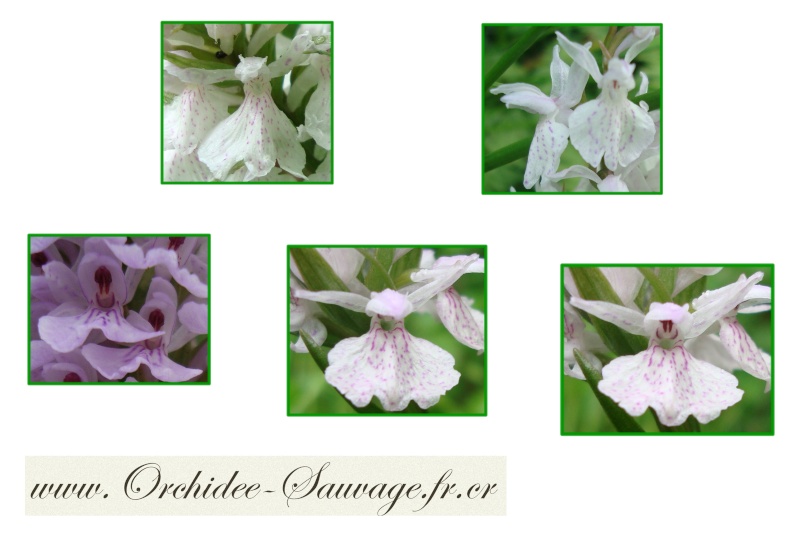 Gros plan sur quelques Orchidées Sauvages de france !... Dactyl14