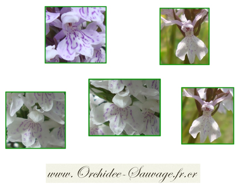Gros plan sur quelques Orchidées Sauvages de france !... Dactyl15