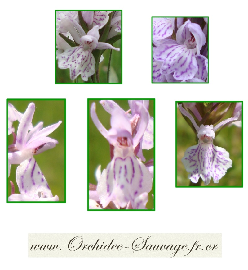 Gros plan sur quelques Orchidées Sauvages de france !... Dactyl16