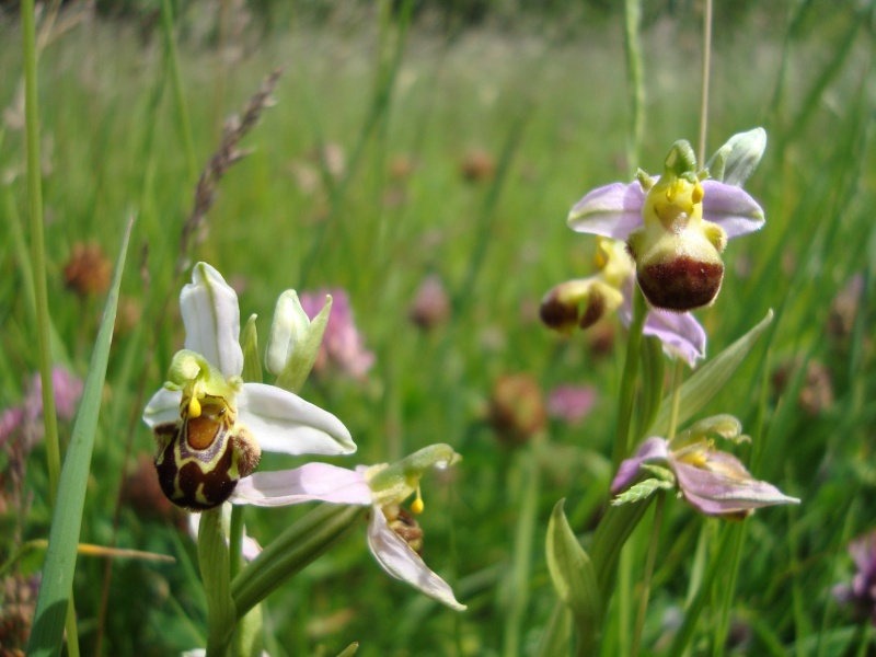 - Ophrys apifera - Versus - Ophrys apifera var. bicolor  Dsc02210