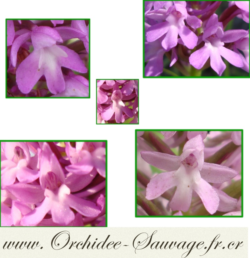 Gros plan sur quelques Orchidées Sauvages de france !... Gp10