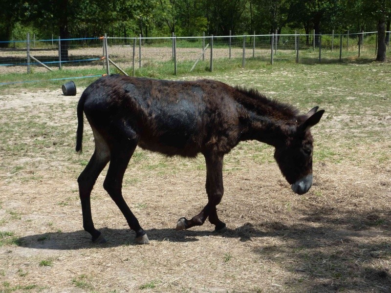 Boadicea: Anesse de 2/3ans sauvé ZB adoptée Deborah - Page 3 P1120720