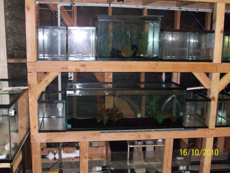 UPDATE beginning of my fish room (complete) Garage17