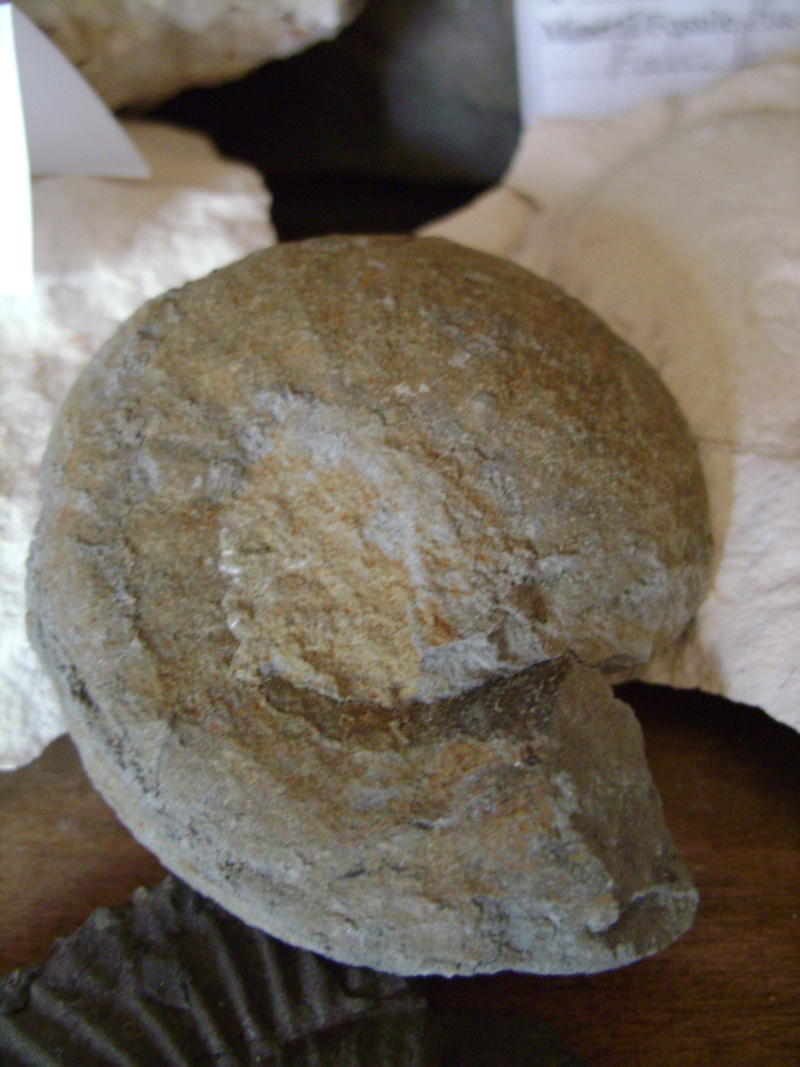 Ammonitida - Ammonite non identifiée trouvée dans de la marne (schiste) à Conflans en Jarnisy 54  Dsc01010