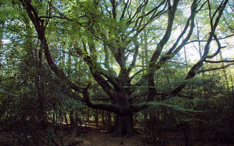 ballade en forêt Photo_16