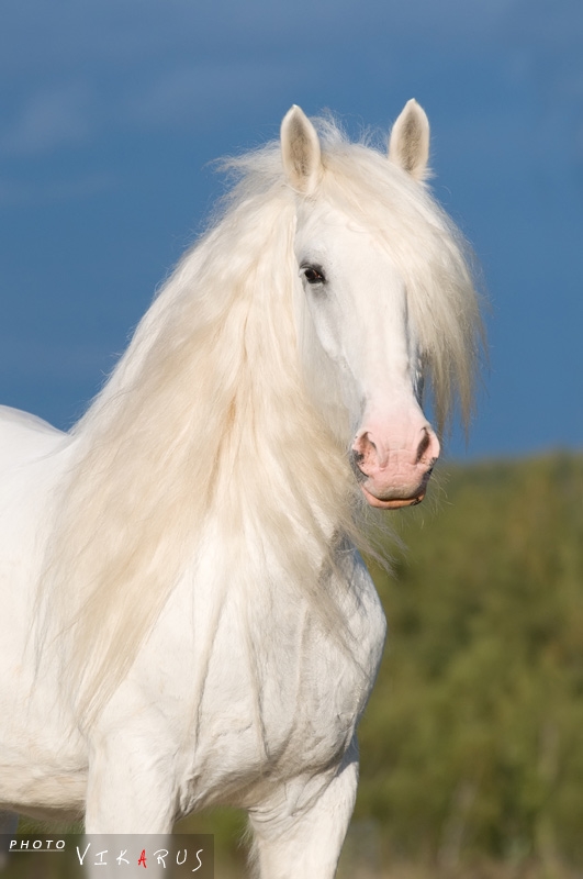 mango addict ♣ irish cob (j) Irish_11