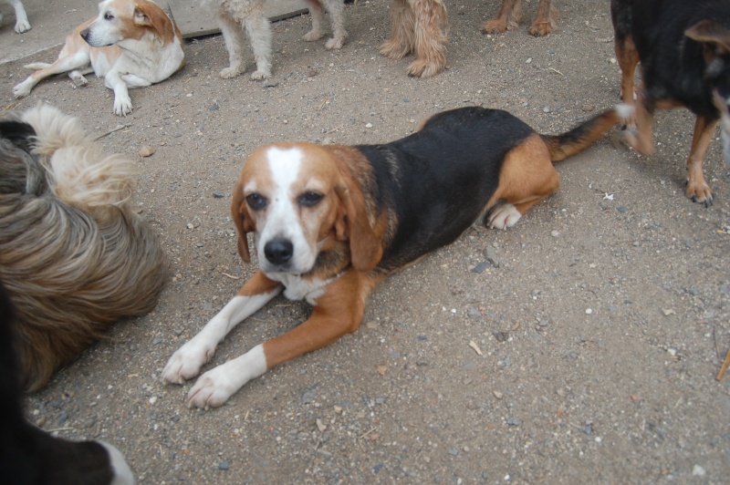ALYZEE, beagle femelle, 3 ans 1/2 (86) Dsc_9713
