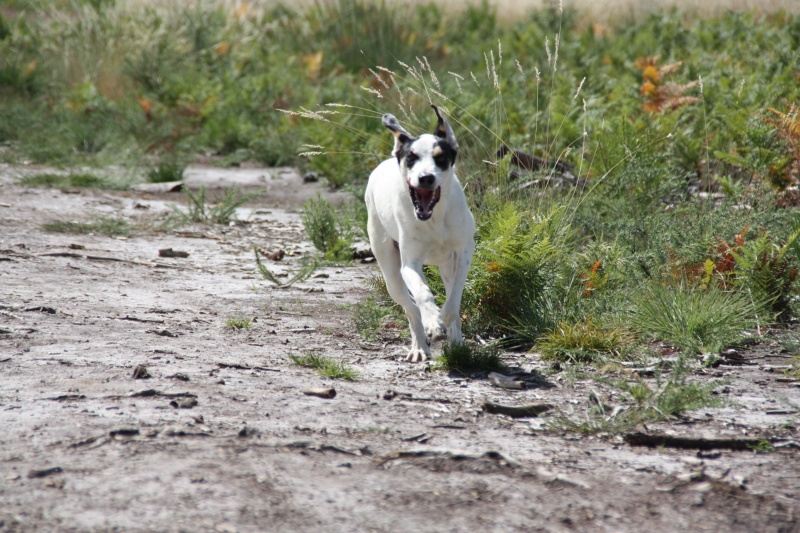 FITOU  -  croisé Pointer  2 ans  -  SPA  DE  CHAMARANDE  (91) Img_1316