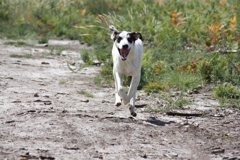 FITOU  -  croisé Pointer  2 ans  -  SPA  DE  CHAMARANDE  (91) Img_1317