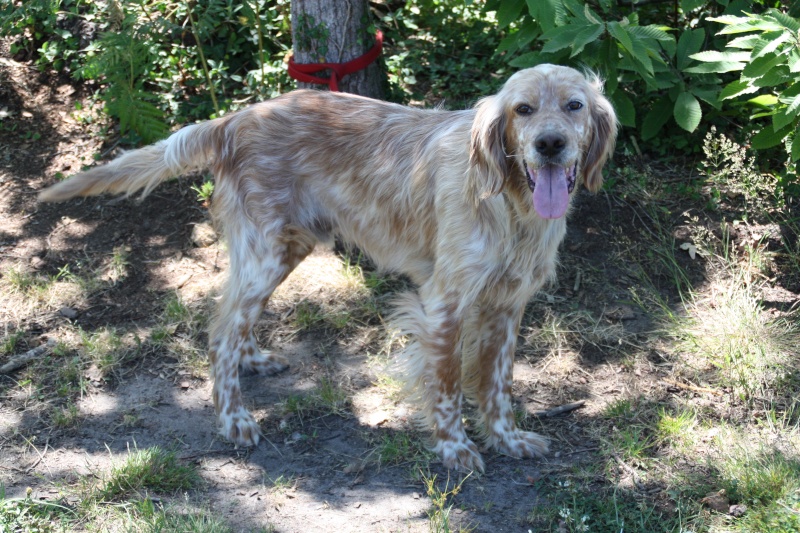 Artemis, setter anglais lemon de 5 ans (40) Img_5018