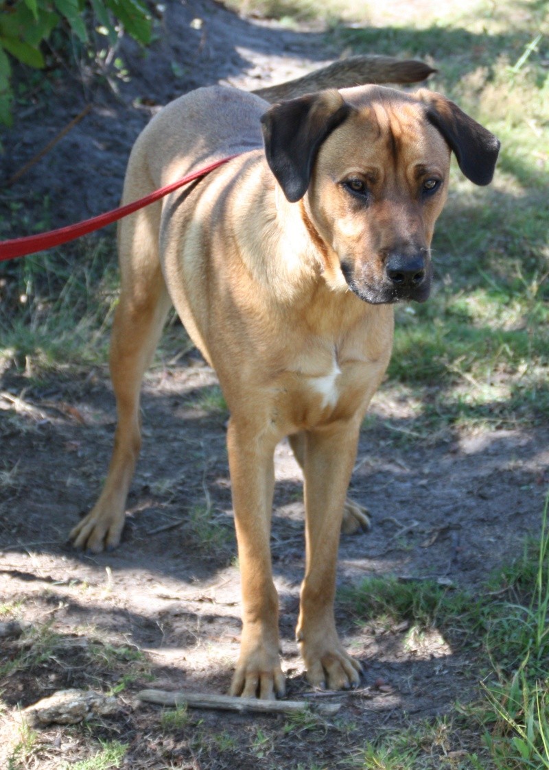 ELLIOT, X boxer/berger de 1.5 an, Landes 40 ADOPTE Img_6210