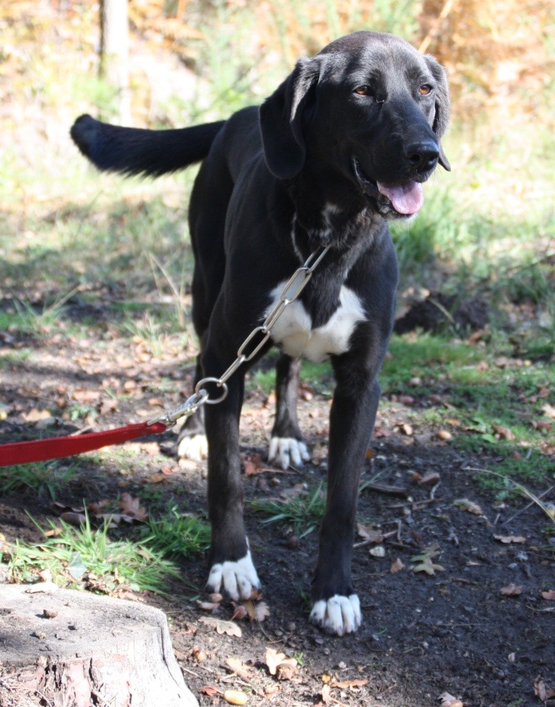 NANA, petite X labrador et autres de 1.5 an, Landes 40 ADOPTEE Img_7314