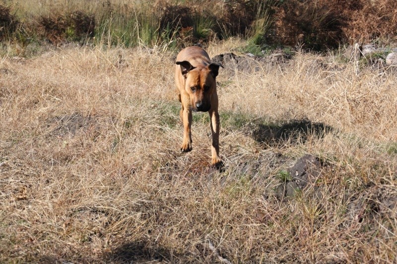 ELLIOT, X boxer/berger de 1.5 an, Landes 40 ADOPTE Img_7413