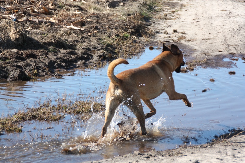 ELLIOT, X boxer/berger de 1.5 an, Landes 40 ADOPTE Img_7417