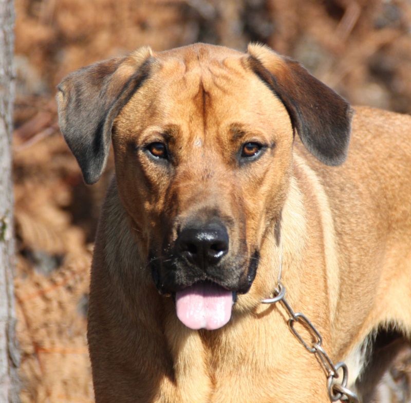 ELLIOT, X boxer/berger de 1.5 an, Landes 40 ADOPTE Img_7427