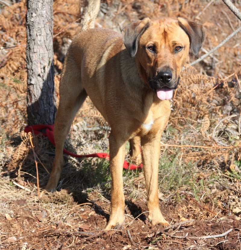 ELLIOT, X boxer/berger de 1.5 an, Landes 40 ADOPTE Img_7428