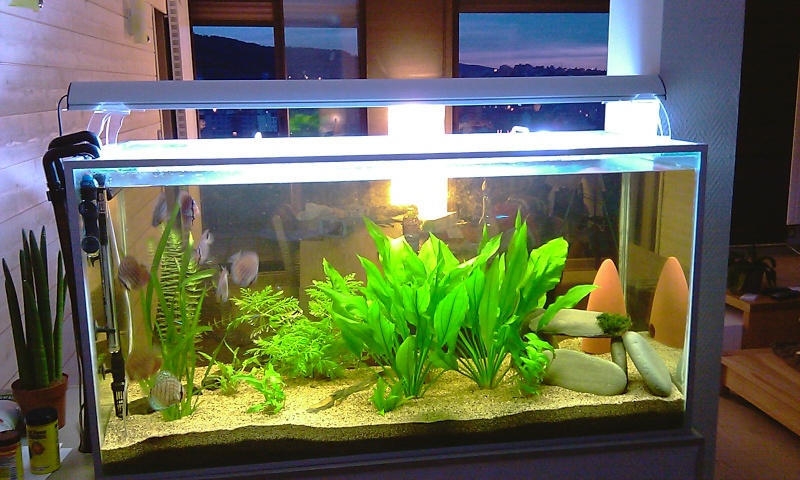nouveau aquarium 360l Imag0010