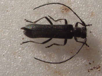 [Stenostola dubia] Cerambycidae  Sdc14811