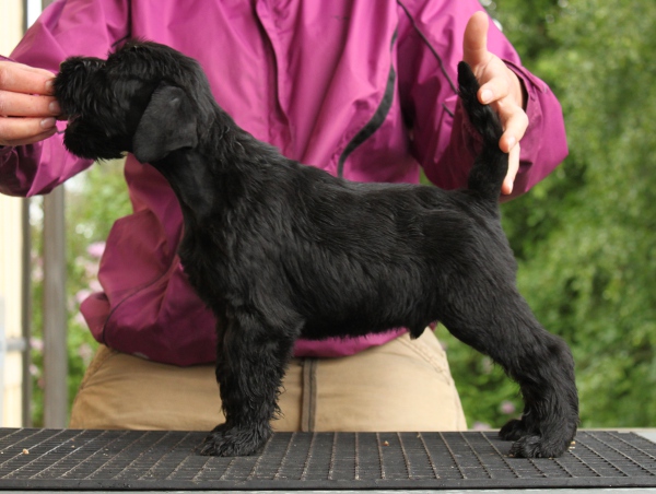 We have black schnauzer puppies! Nauhat10