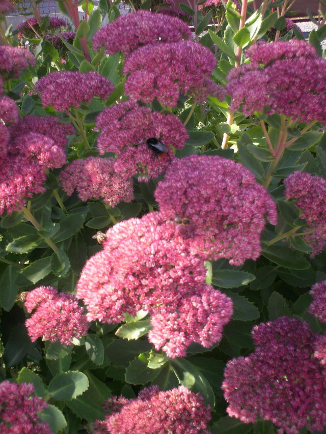 quelques fleurs de mon jardin Pict1055