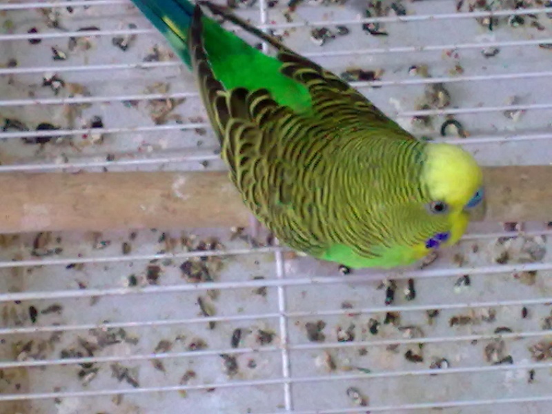 kiwi et vert Photo_23
