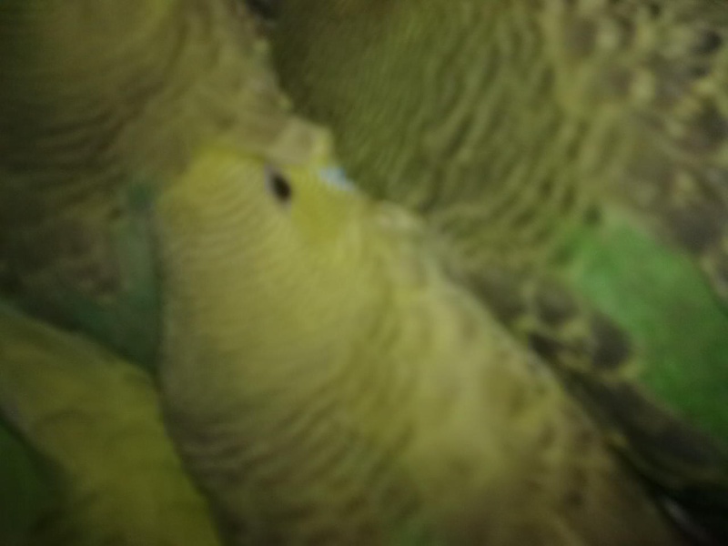 kiwi et vert Photo_26