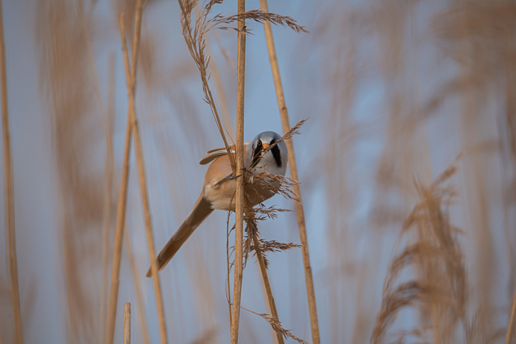 Faune et Flore [Restusien] _dsc2710