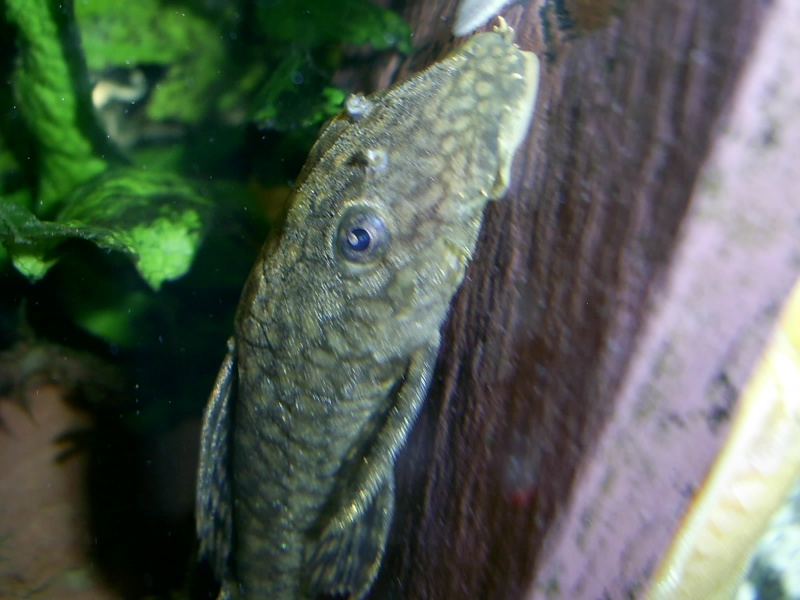 A few Bristlenose pictures Pic_0724