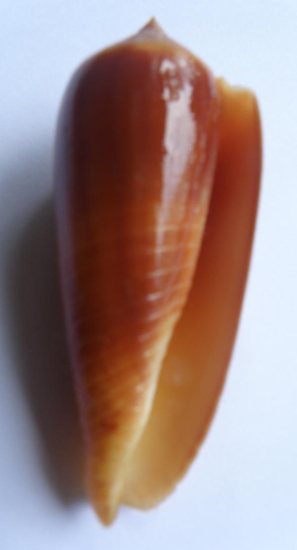 Conus (Phasmoconus) tmetus Tomlin, 1937 voir Conus (Ph.) ochroleucus P6090511
