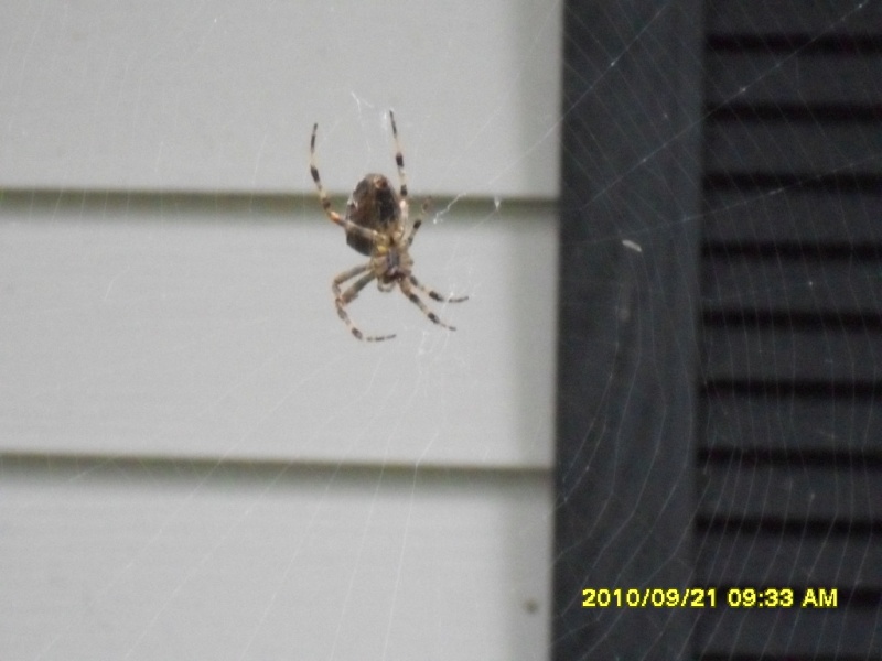 Please help me identify spider in Wisconsin Spider17