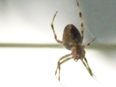 Please help me identify spider in Wisconsin Spider18