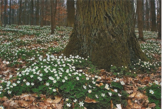 Abstimmung Fotowettbewerb Frühling 310