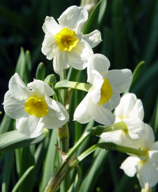 Abstimmung Fotowettbewerb Frühling 510