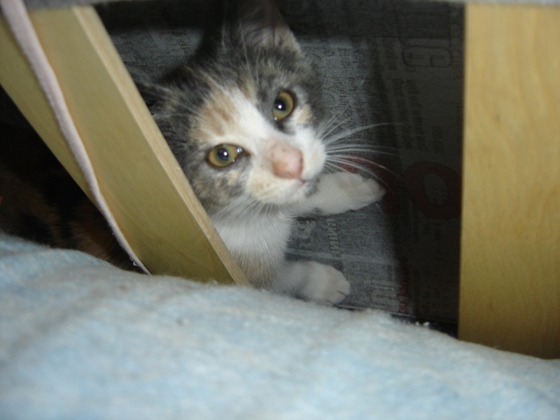 Freyja, chaton femelle de 2-3 mois environ, à adopter Freyja13