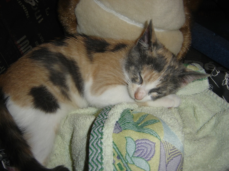 Freyja, chaton femelle de 2-3 mois environ, à adopter - Page 2 Freyja14