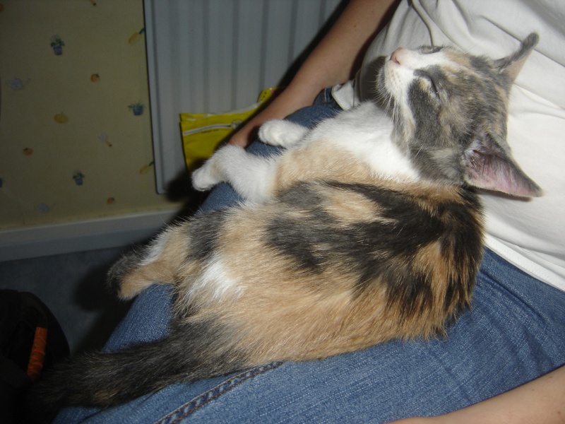 Freyja, chaton femelle de 2-3 mois environ, à adopter - Page 2 Freyja17