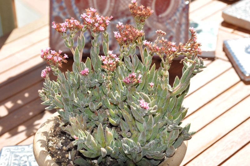 floraisons de chez Xata 00216