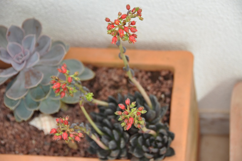 floraisons de chez Xata 00312