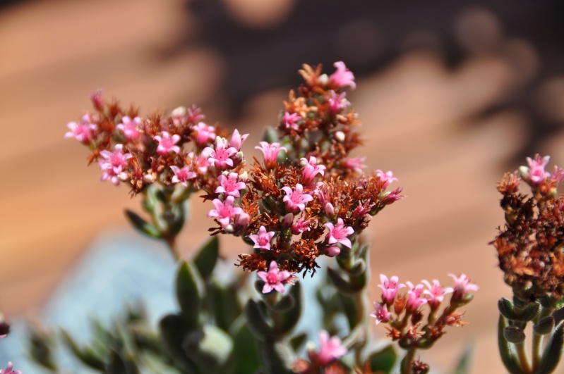 floraisons de chez Xata 00314