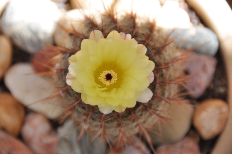 floraisons de chez Xata 00512