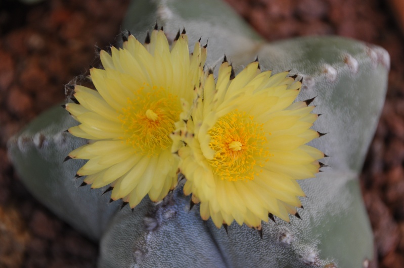 floraisons de chez Xata 00710