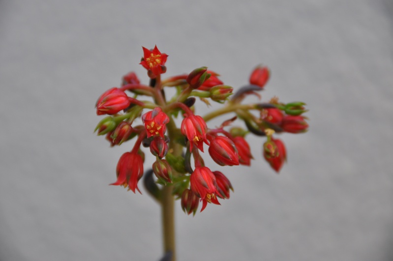 floraisons de chez Xata 00711