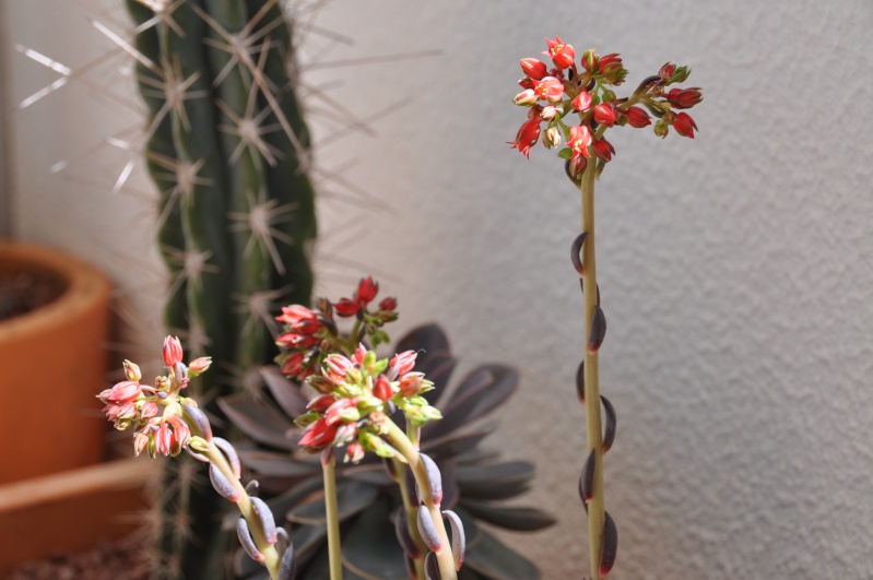 floraisons de chez Xata 00810