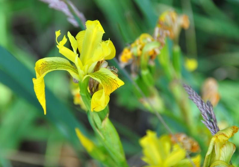 Epilobium angustifolium, Iris pseudacorus, Centaurea jacea [identifications] 00920