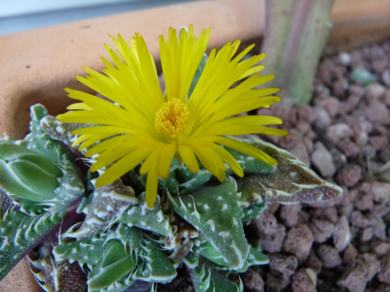floraisons de chez Xata 01711