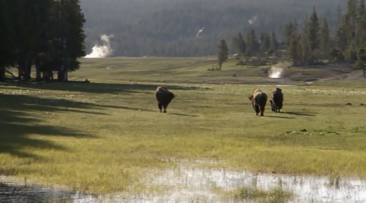 الجزء الثانى ( الصيف - Summer ) من السلسله الوثائقه المترجمه الرائعه و المفيده ( الطبيعة الخلابة - Yellowstone ) بحجم 194 ميجا فقط و على اكثر من سيرفر مباشر  Dng1g610