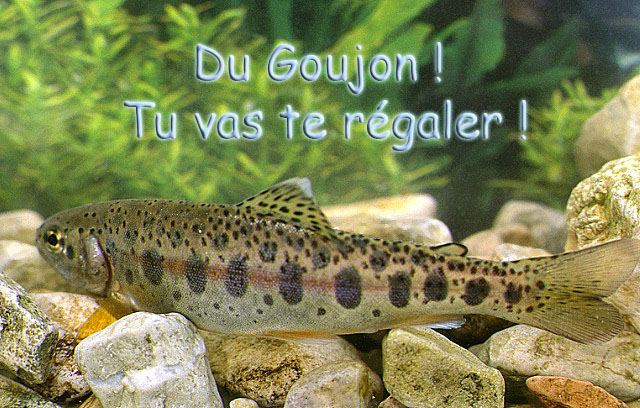 Un peu de pêche  pour  mon Clan Goujon10