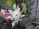 Epiphyllum oxypetalum Epi_0013