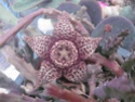 stapelia  Orbovi10